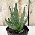 ショッピングエケベリア 多肉植物 caアロエ 鬼踏丸 多肉植物 鬼切丸交配 12cmポット