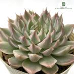 ショッピング多肉植物 多肉植物 sbエケベリア マーガレットレッピン錦 多肉植物 エケベリア 7.5cmポット