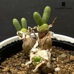 ショッピング多肉植物 多肉植物 caモニラリア クリソレウカ 多肉植物 コーデックス 6cmポット