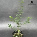 多肉植物caオペルクリカリアデカリ...
