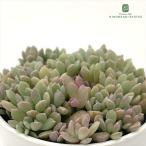 多肉植物hmセダムばらまきリンダリ...