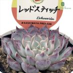 ショッピングスティッチ 多肉植物 kswエケベリア レッドスティッチ 柏屋商店さん苗 エケベリア 6cmポット