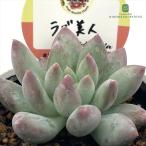 多肉植物kswパキベリアラブ美人柏...