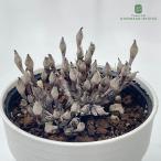 ショッピング多肉植物 多肉植物 hmルスキア 白天子 多肉植物 エケベリア 6cmポット