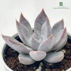 ショッピングエケベリア 多肉植物 hmエケベリア 真珠姫 多肉植物 エケベリア 6cmポット