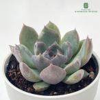 ショッピング多肉植物 多肉植物 hmエケベリア 鮫肌 多肉植物 エケベリア 6cmポット