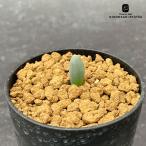 多肉植物 caアルブカ ウニフォリアータ 多肉植物 7.5cmポット