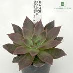 ショッピングエケベリア 多肉植物 botエケベリア No.18 呵々大笑 多肉植物 BOTAVERIA ボタベリア 見元園芸さんの苗 送料無料 エケベリア 6cmポット 【お一人様1点限り】