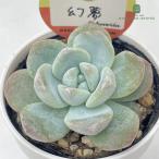 ショッピングエケベリア 多肉植物 kswエケベリア 幻夢 柏屋商店さん苗 エケベリア 6cmポット