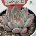 ショッピングエケベリア 多肉植物 kswエケベリア チワワエンシスシュガーハート 柏屋商店さん苗 エケベリア 6cmポット