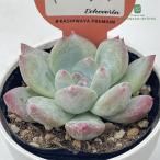 ショッピングエケベリア 多肉植物 kswエケベリア ドリームラッキー 柏屋商店さん苗 エケベリア 6cmポット