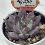 多肉植物 kswエケベリア 紫式部 柏屋