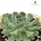 ショッピングエケベリア 多肉植物 sbエケベリア ミニマ×ビンセントカトー 多肉植物 エケベリア 7.5cmポット