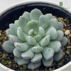 ショッピング多肉植物 多肉植物 hmエケベリア サブコリンボーサアジュール 多肉植物 エケベリア 6cmポット
