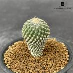 ショッピングエケベリア caサボテン ペレキフォラ 銀牡丹 実生 送料無料 サボテン 7.5cmポット