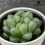 ショッピングエケベリア 多肉植物 hmハオルチア オブツーサ トゥルンカータ 多肉植物 ハオルチア 6cmポット