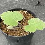  суккулентное растение cape Largo nium осел tsum реальный сырой суккулентное растение ko- Dex 7.5cm pot 