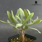 多肉植物 caオトンナ クエルシフォリア 多肉植物 コーデックス 9cmポット