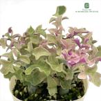 多肉植物 sbセネシオ 七宝樹錦 多肉植物 セネキオ 9cmポット