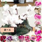 選べるミニシクラメン 苗 9〜10.5cmポット フェアリーピコ ウィンターベル ブルー 大築園芸さん 花苗 ガーデニング otk