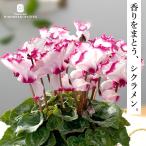 香りシクラメン 苗 アブソリュドゥモレル 9cmポット アブソリュ・ドゥ・モレル 芳香性 ビクトリア咲き シクラメン 花苗 ガーデニング 苗 prws
