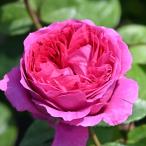 ショッピング薔薇 予約販売 バラ 苗 バラ 新苗 デルバール エメトワ 品種登録出願中 四季咲き 薔薇 ばら 送料無料 ピンク has 4月中旬以降発送 4月中旬以降発送