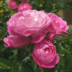 予約販売 バラ 苗 バラ 新苗 ポリアンサローズ マルゴズシスター 薔薇 ばら ピンク ピンクマザーズデー tros 4月中旬以降発送