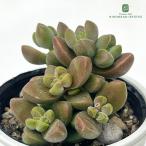  суккулентное растение hmklaslakolalina суккулентное растение klasla6cm pot 