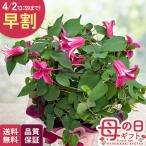 ＼ 早割 ／ 母の日 プレゼント クレマチス プリンセスダイアナ 5号鉢 送料無料 母の日ギフト 花 鉢植え 日本花キ流通