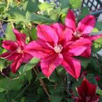 ショッピングクレマチス 予約販売 クレマチス 苗 甘酸っぱい季節 フロリダ系 落合さんのクレマチス 2年生苗 10.5cmポット ochi 3月上旬以降発送