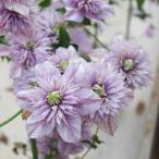 予約販売 クレマチス 苗 水面の妖精 フロリダ系 落合さんのクレマチス 2年生苗 10.5cmポット ochi 3月上旬以降発送