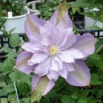 予約販売 クレマチス 苗 プロチウス パテンス系 落合さんのクレマチス 2年生苗 10.5cmポット ochi 3月上旬以降発送