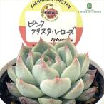多肉植物 kswエケベリア ピンククリスタルローズ 柏屋商店さん苗 エケベリア 6cmポット