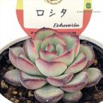 多肉植物 kswエケベリア ロシタ 柏屋