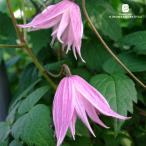  предварительный заказ распродажа клематис рассада se Lee z двойной a тигр gene серия Сугимото san. клематис 3 номер pot sugi 3 месяц сверху . после отправка 