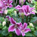 ショッピングクレマチス 予約販売 クレマチス 苗 ペヴェリルプロフュージョン テキセンシス系 四季咲き 杉本さんのクレマチス 3号ポット ぺヴェール sugi 3月上旬以降発送