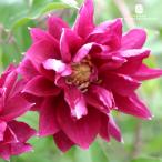 ショッピングクレマチス 予約販売 クレマチス 苗 レッドスター パテンス系 早咲き大輪系 四季咲き 杉本さんのクレマチス 3号ポット sugi 3月上旬以降発送