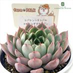 多肉植物 plkエケベリア トバレンシストバル×セクンダアクトパン 多肉植物 パルクさん苗 送料無料 エケベリア 6cmポット