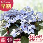 ＼ 早割 ／ 母の日 プレゼント アジサイ サニーデイズ ブルー 5号鉢 送料無料 母の日ギフト 花 鉢植え あじさい 紫陽花 日本花キ流通