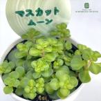 ショッピング多肉植物 多肉植物 seセダム マスカットムーン 多肉植物 リトルグリーンさん苗 セダム 斑入り 錦 6cmポット 品種登録出願中