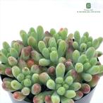  суккулентное растение sese dam . женщина сердце доверие .. san. рассада 7.5cm pot 