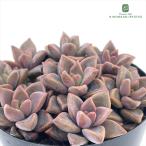  суккулентное растение seglaptopetarum bronze . доверие .. san. рассада 7.5cm pot 