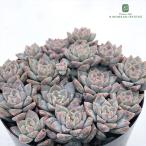  суккулентное растение seekebe задний Pro lifela( Pro lifika) доверие .. san. рассада 7.5cm pot 