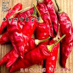  предварительный заказ распродажа tougalasi рассада коричневый beb длинный 9cm pot красный острый перец перец стручковый овощи рассада огород nft 5 месяц последняя декада после отправка 