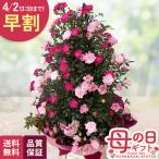 | скидка за ранний заказ | День матери подарок роза 2 цвет .. tower 5 номер горшок бесплатная доставка День матери подарок цветок растение в горшке .. роза Япония цветок ki Ryuutsu 