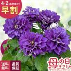 ＼ 早割 ／ 母の日 プレゼント クレマチス 新紫玉 5号鉢 送料無料 母の日ギフト 花 鉢植え 日本花キ流通