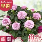 ＼ 早割 ／ 母の日 プレゼント ミニバラ インプルーブドブルーコルダーナ 5号鉢 送料無料 母の日ギフト 花 鉢植え バラ 日本花キ流通