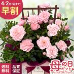 ＼ 早割 ／ 母の日 プレゼント ミニバラ スイートハートメモリー トレリス 5号鉢 送料無料 母の日ギフト 花 鉢植え バラ 日本花キ流通