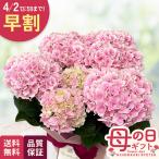 ＼ 早割 ／ 母の日 プレゼント アジサイ 竜宮 ピンク 5号鉢 送料無料 母の日ギフト 花 鉢植え あじさい 紫陽花 日本花キ流通