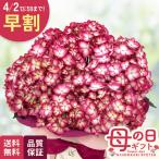 ＼ 早割 ／ 母の日 プレゼント アジサイ ローズピコティ 5号鉢 送料無料 母の日ギフト 花 鉢植え あじさい 紫陽花 日本花キ流通